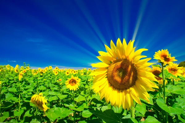 Fine sunflowers and fun sun in the sky. — Stock Photo, Image