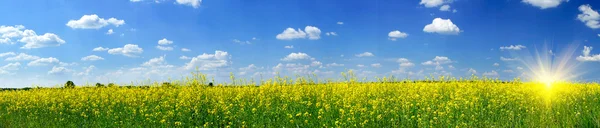 Rapefield och molnlandskap med solstrålar — Stockfoto