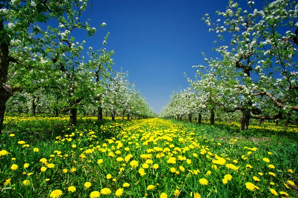 Asombroso huerto de manzanas en primavera . — Foto de Stock