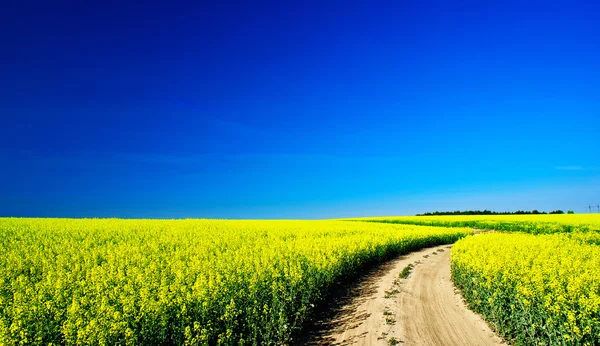 Champ de colza dans le beau printemps . — Photo