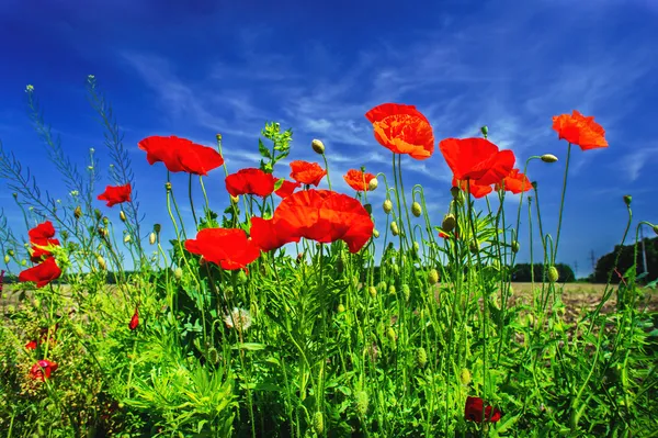 Bellissimi papaveri . — Foto Stock