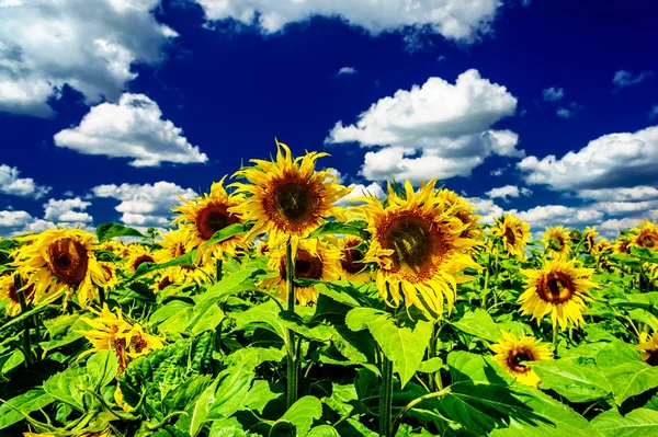 Erstaunliche Sonnenblumen und blauer Himmel. — Stockfoto