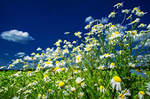 Silence camomilles et ciel bleu . — Photo