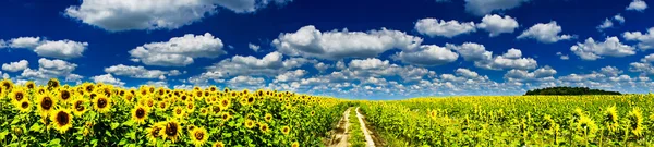 Plantación de girasoles dorados . — Foto de Stock