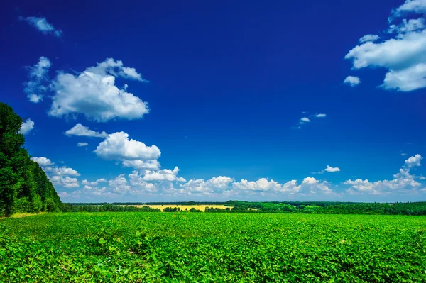 Prachtige geteeld soja veld door vroege zomer. — Stockfoto