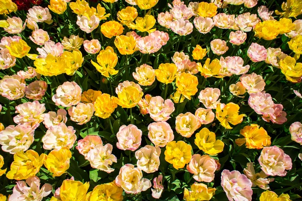 Удивительные тюльпаны в саду Кеукенхоф . — стоковое фото