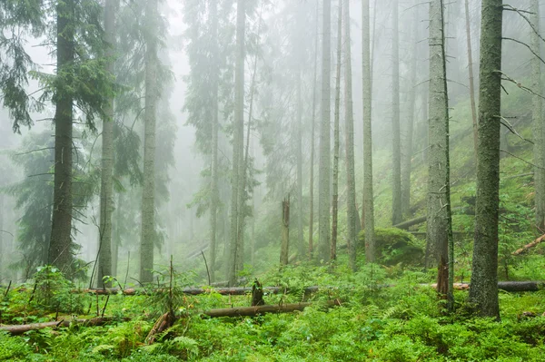 Morgon skog — Stockfoto