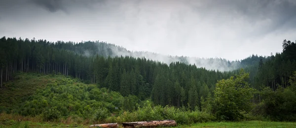 Montagne foresta e nebbia — Foto Stock