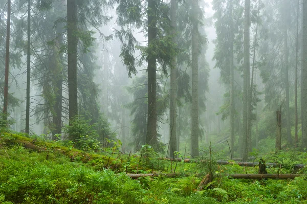 Mist en bos — Stockfoto