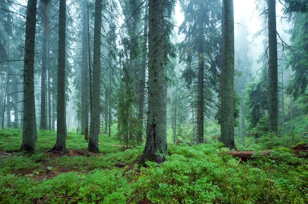 Таинственный лес — стоковое фото
