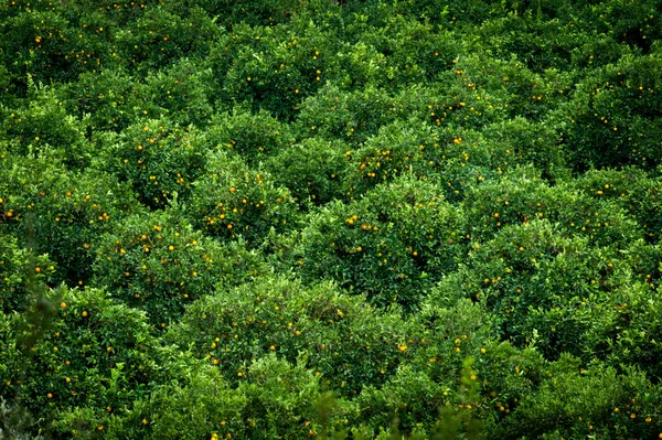 Laranjeiras — Fotografia de Stock