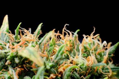 tıbbi marihuana yakın çekim