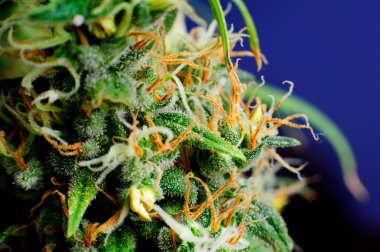 Marijuana Plant Macro Bud