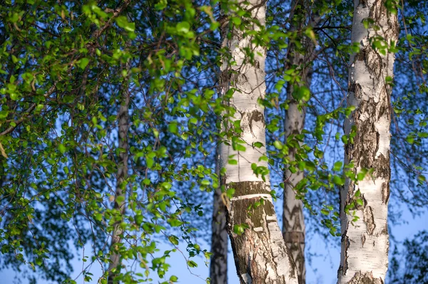 Birken mit Laub — Stockfoto