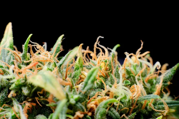 Крупный план медицинской марихуаны — стоковое фото
