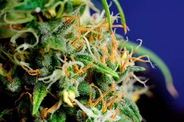 Macro-bourgeon de plante de marijuana — Photo