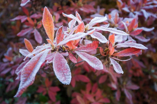 Berg plant — Stockfoto