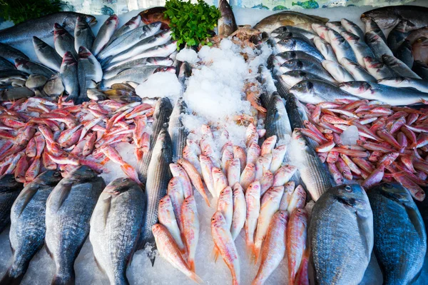 Frischer Fisch — Stockfoto