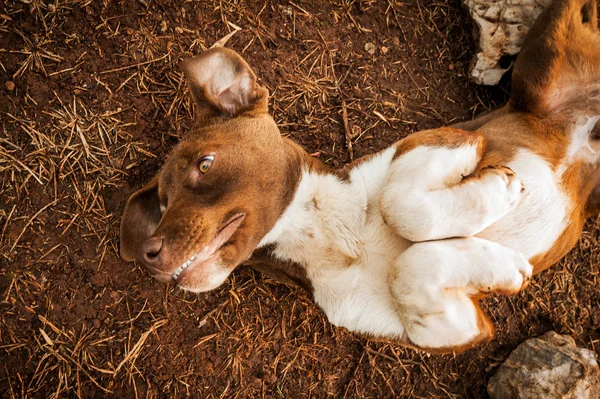 Cane - migliore amico — Foto Stock