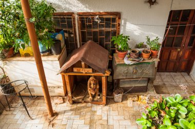 köpek evi korur