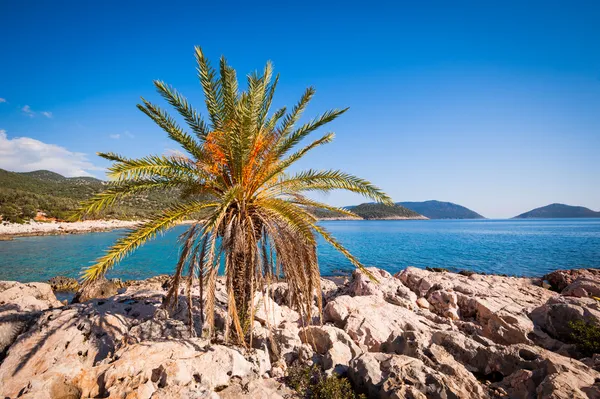 Lone palm tree — Stock Photo, Image