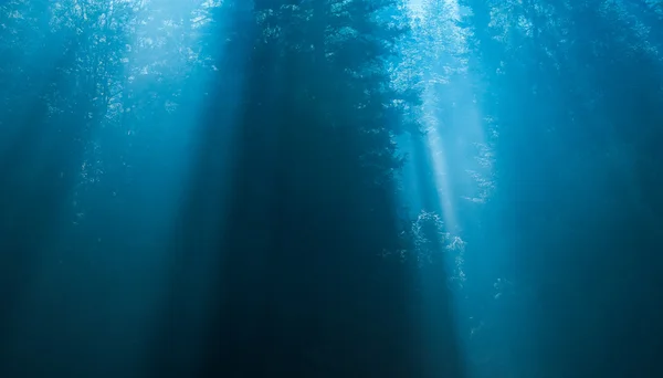 Таємничий ліс в тумані — стокове фото