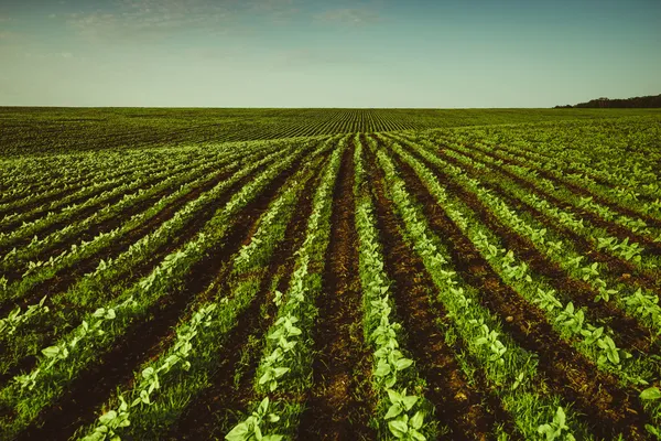 Campo de primavera — Foto de Stock