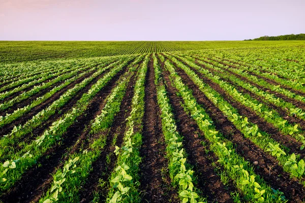 Veld — Stockfoto