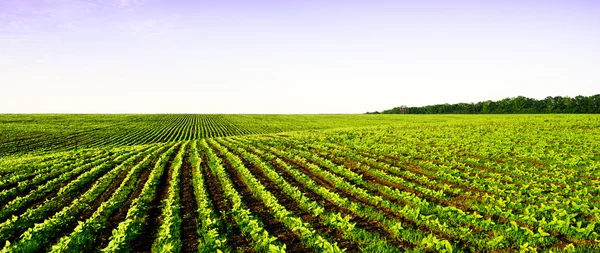 Pole panorama zemědělství — Stock fotografie