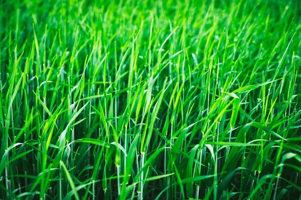 Hierba verde jugosa — Foto de Stock