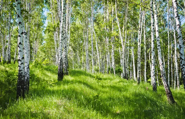 Bosque de abedul — Foto de Stock