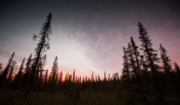 Dark northern forest — Stock Photo, Image