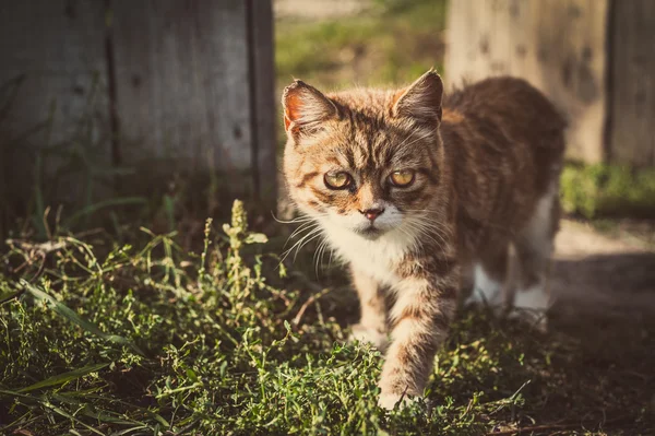 Funny kitten — Stock Photo, Image