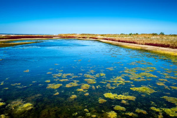 Wetlands seashore — Stock Photo, Image