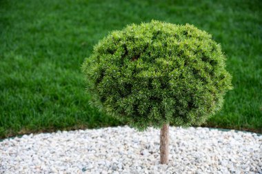 Pinus mugo Humpy Dwarf Dağı Çam bahçesi süsleme fabrikası
