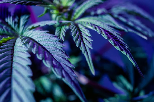 Blatt Marihuana Oder Cannabispflanze Hintergrund Tapete Oder Legalisierung — Stockfoto