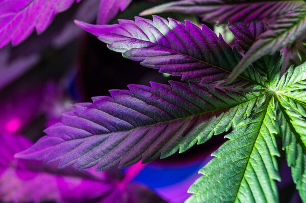 marijuana leaves cannabis plants a beautiful background indoor cultivation