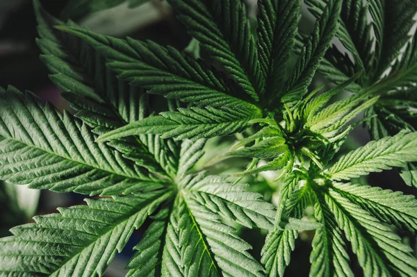 Marihuana Anbau Unkrautvernichtungsmittel Blatt Cannabis Anbaupflanze — Stockfoto