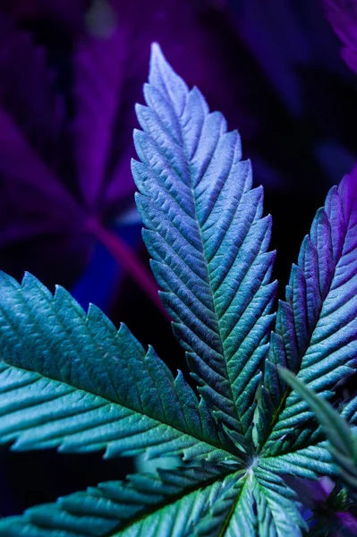 Blätter Einer Marihuana Pflanze — Stockfoto