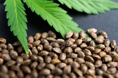 Marihuana yapraklı organik kenevir keneviri tohumları