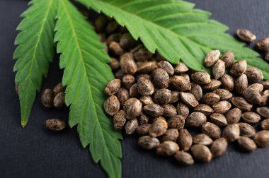 Tıbbi ve endüstriyel kenevir keneviri tohumları CBD 