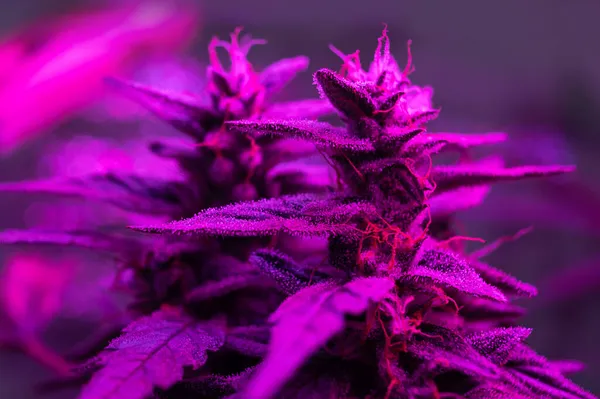 Μακροσκοπική Μαριχουάνα Λουλούδι Ιατρική Cbd Φυτό Κάνναβης Αυξάνεται Υπό Led — Φωτογραφία Αρχείου