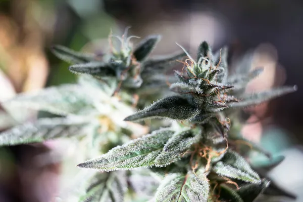 Esrar Tomurcuğu Thc Makro Bitki Marihuana Çiçeği — Stok fotoğraf