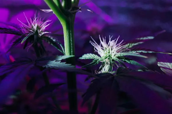 Maconha Floresce Fazenda Cannabis Medicinal Sob Uma Lâmpada Led — Fotografia de Stock