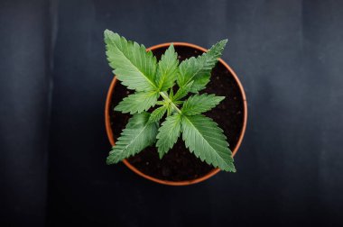 saksıda marihuana yetiştirme esrar yetiştirme