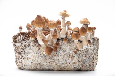 Halüsinojenik mantarların yetiştirilmesi beyaz arkaplanda psilosibe cubensis