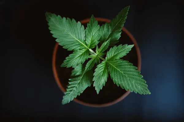 Maconha Planta Cannabis Medicinal Legalizada Muitos Países Panela Cânhamo — Fotografia de Stock