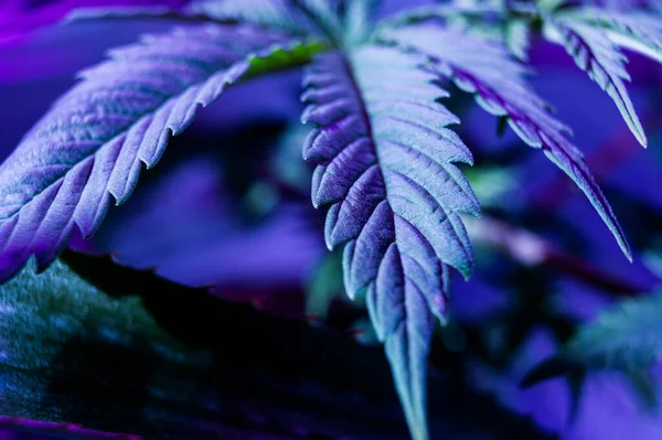 Marihuana Blatt Kreativ Schön Cannabis Hintergrund Medizinische Makro Tapete — Stockfoto