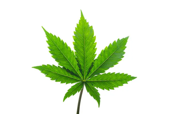 Cbd Marijuana Leaf White Background — Stock Photo, Image