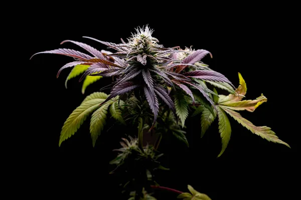 Den Blomstrende Fase Den Sidste Fase Vækst Forcannabisplante Dette Når - Stock-foto